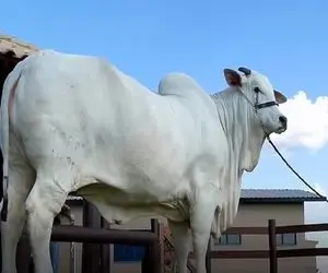 گاوهای باورنکردنی؛ منحصربه‌فردترین گاو در جهان که ارزش گاو را بازتعریف کرد