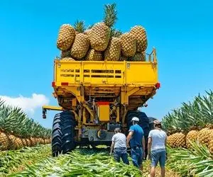 کشاورزی مدرن؛ با فناوری نوین بیش از 1000000 آناناس برداشت کردن هر کدوم اندازه هندوانه