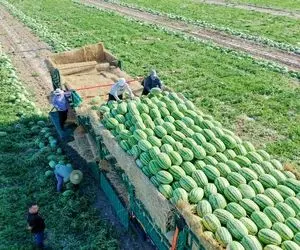 کشاورزی نوین؛ چند میلیون تن هندوانه رو برداشت کردن فرستادن کارخونه واسه بسته بندی شیک