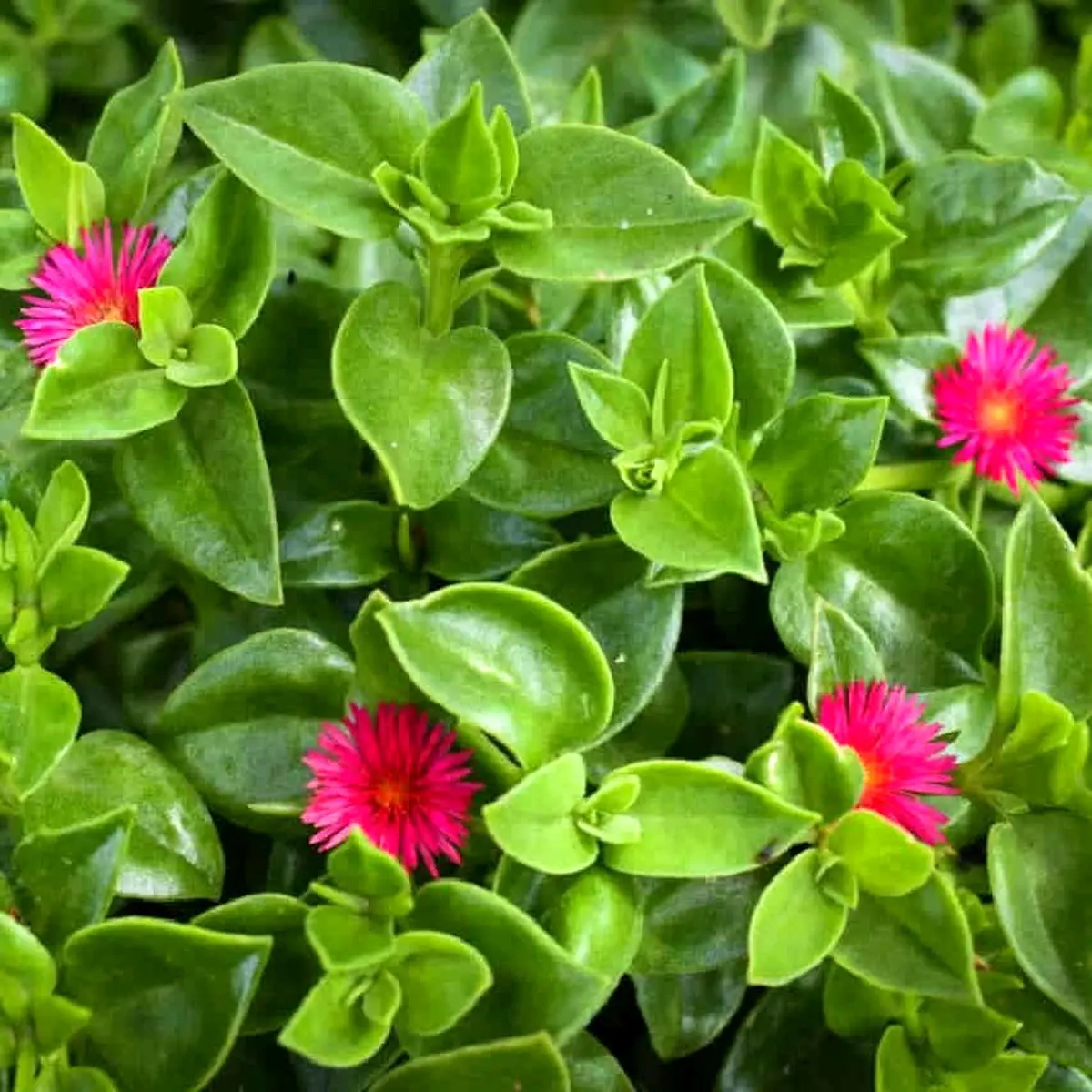 گیاهان آپارتمانی مناسب بالکن