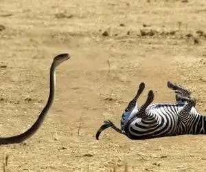 مستند حیات وحش؛ زهر قوی مار کبری خر راه راه رو چَپه کرد