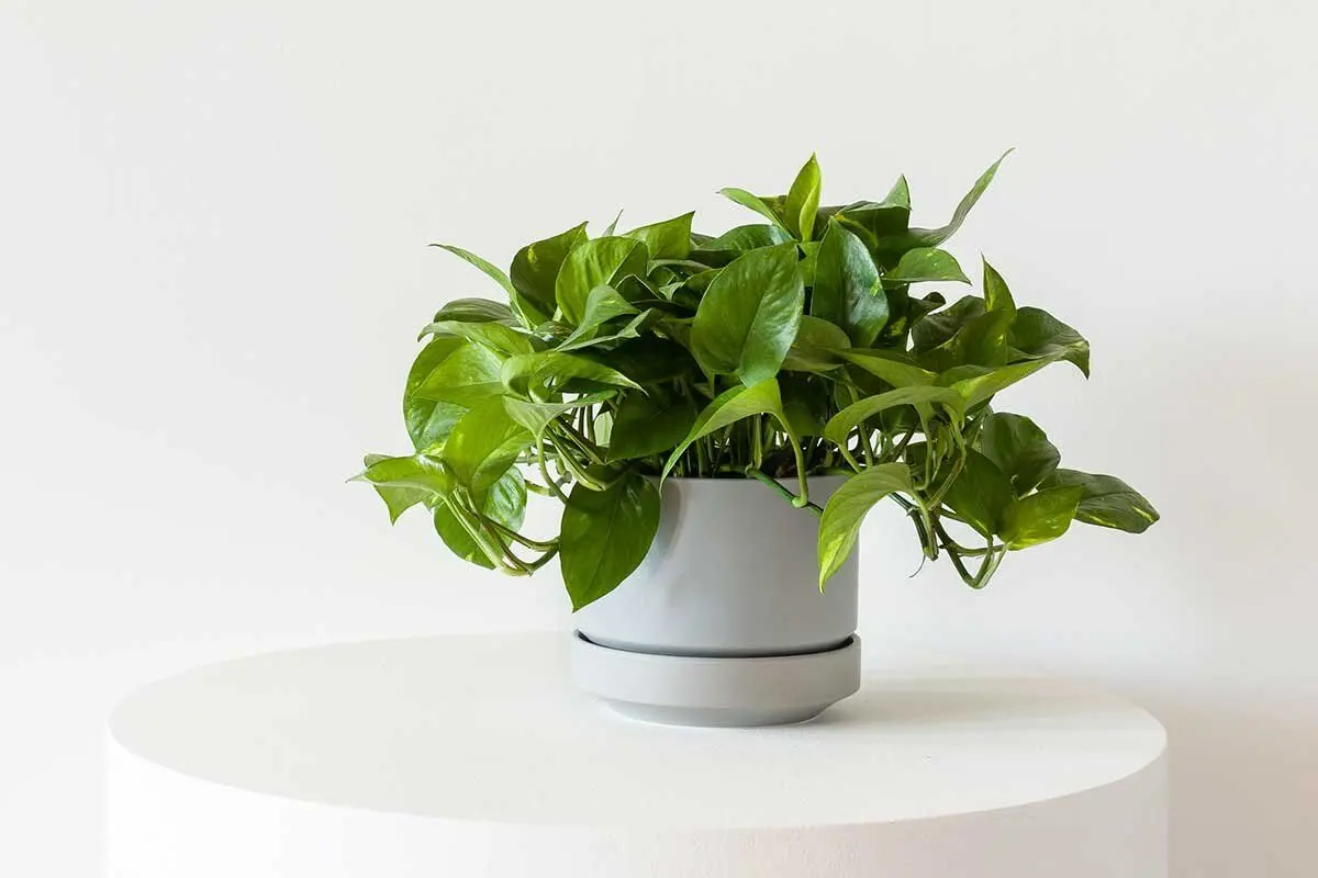 pothos-2