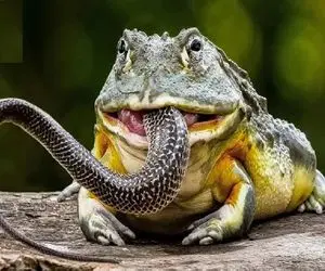 مستند حیات وحش / مار به خواب هم نمیدید روزی لقمه قورباغه لزج شود