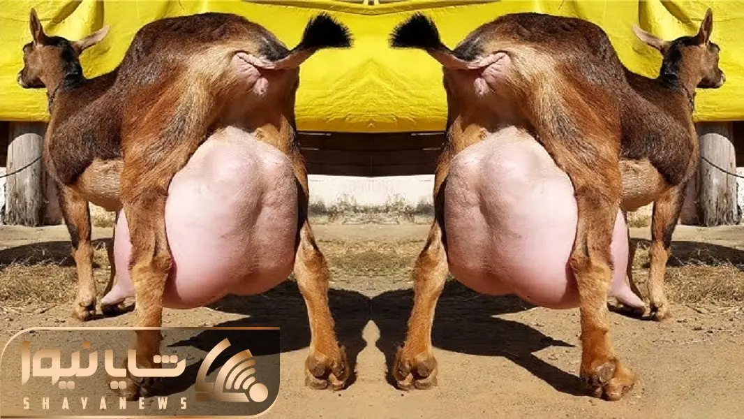 فرآوری بز؛ بز کوهی از بس شیرش زیاده موقع راه رفتن تلو تلو میخوره الان که ملق بشه