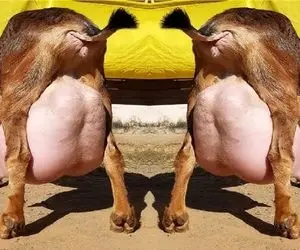 فرآوری بز؛ بز کوهی از بس شیرش زیاده موقع راه رفتن تلو تلو میخوره الان که ملق بشه