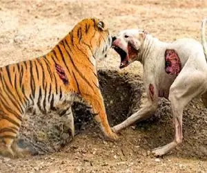 جذابیت حیات وحش؛ ببر قادر است آهو، بوفالو و حتی خرس را در لحظه منفجر کند