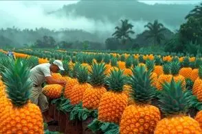 محصولات کشاورزی غول پیکر؛ آناناس برداشت می کنن هر کدوم از هندوانه بزرگ و شیرین تر