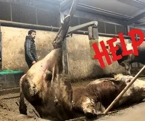 فرآوری گاو؛ وسط طویله جلو چشم باقی گاوها گاو دار می زنه بقیه از خوف گوشت تنشون میریزه