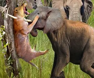 از جذابیت‌های حیات وحش؛ کرگدن واسه فیل شاخ و شونه کشید اونم عاجشو کرد تو چشم کرگدن