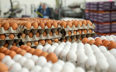 قیمت تخم مرغ در بازار چقدر شد؟