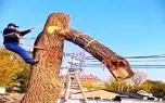معماری طبیعت؛ درخت خون مردی که جونش رو گرفت تو شیشه کرد