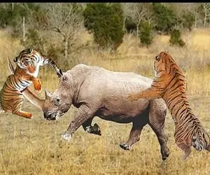 جذابیت‌های حیات وحش؛ دوتا ببر از دست کرگدن سفاک شرحه شرحه و خوراک لاشخورا شدن