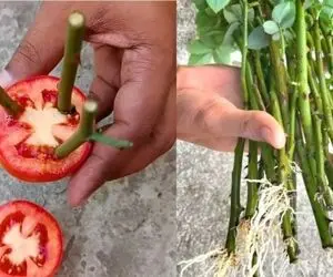 کشاورزی خلاقانه؛ چجوری گل رز رو تکثیر کنیم؟ با گوجه قلمه بزنش عالی میشه