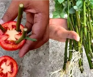 کشاورزی خلاقانه؛ چجوری گل رز رو تکثیر کنیم؟ با گوجه قلمه بزنش عالی میشه