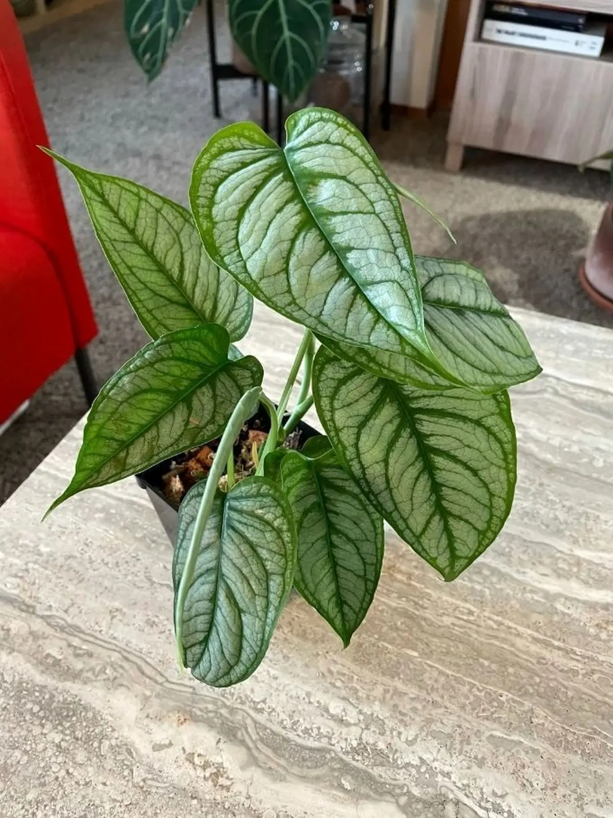 چهارمی1