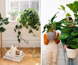 ترفندهای افزایش رشد گیاهان / راهکارهای ساده که رشد گل ها رو چند برابر میکنه