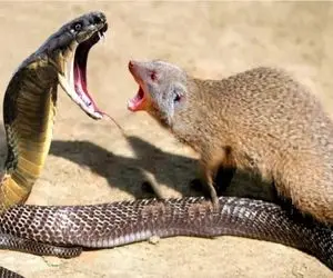 شگفتی حیات وحش؛ سرشاخ شدن مانگوس ریزه با کبری مرگبار