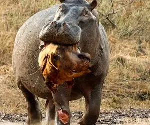 جذابیت حیات وحش؛ اسب آبی دهن گشاد بعد از دست دادن مادرش سر شیر را برای انتقام میگیرد