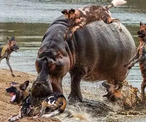 مستند حیات وحش؛ جدال شرورانه کفتارهای دد و اسب آبی ناتو