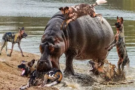 مستند حیات وحش؛ جدال شرورانه کفتارهای دد و اسب آبی ناتو