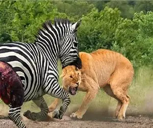 مستند حیات وحش؛ خر راه راه شیر را به حضیض ذلت کشاند