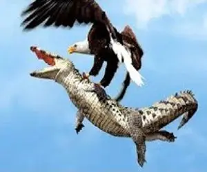 جذابیت حیات وحش؛ عقاب بدسگال تمساح سفاک در حال بلع پیتون رو قاپید رو هوا تناول کرد