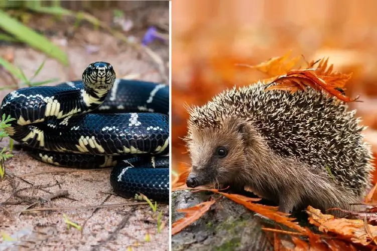 مستند حیوانات؛ مار کبرا واسه جوجه تیغی شاخ شد تمام تنش پر شد از تیغ تیز