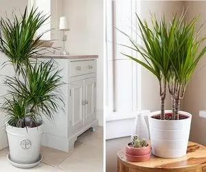 راهنمای نگهداری از گیاه دراسنا پرچمی / نکاتی مفید درباره درختچه زیبا و مقاوم و ارزان