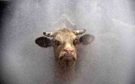 اولین گاوی که در استخر پرید و همه را متعجب کرد! + ویدیو