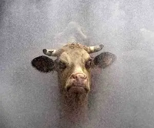 اولین گاوی که در استخر پرید و همه را متعجب کرد! + ویدیو