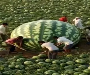 کشاورزی نوین؛ هندونه پرورش دادن 200کیلو ده تا مرد نمیتونن بلندش کنن به چه کنم افتادن