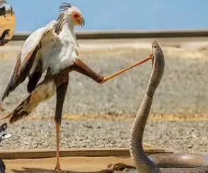 مستند حیات وحش؛ پرنده دراز ناز نیش مار از حلقومش کشید بیرون