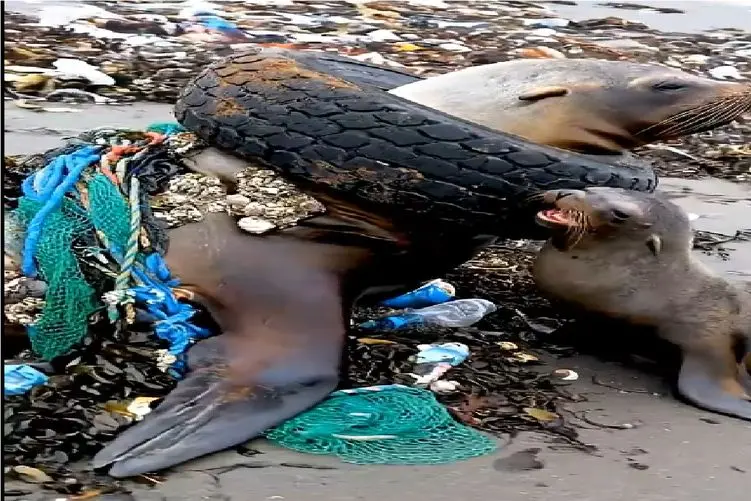 مستند کاوش؛ شیردریایی کوچک برا نجات مادرش از آت و آشغالا کمک میاره