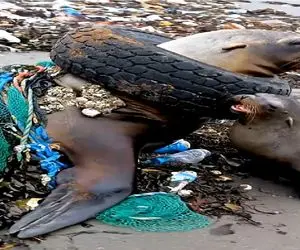 مستند کاوش؛ شیردریایی کوچک برا نجات مادرش از آت و آشغالا کمک میاره