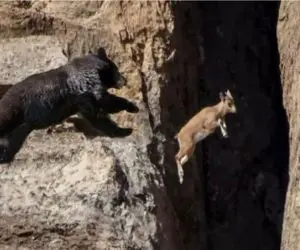 مستند حیات وحش؛ حریف بز کوهی از میدون بدر شد