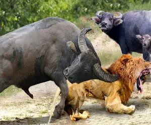 شاهکار حیات وحش؛ شیر شریر به نوزاد بوفالو حمله و اون با شاخ حلقشو پاره میکنه