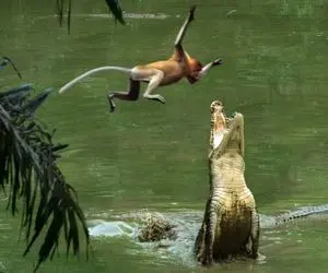 مستند حیات وحش؛ میمونی که شکار بی دردسر کروکودیل شد