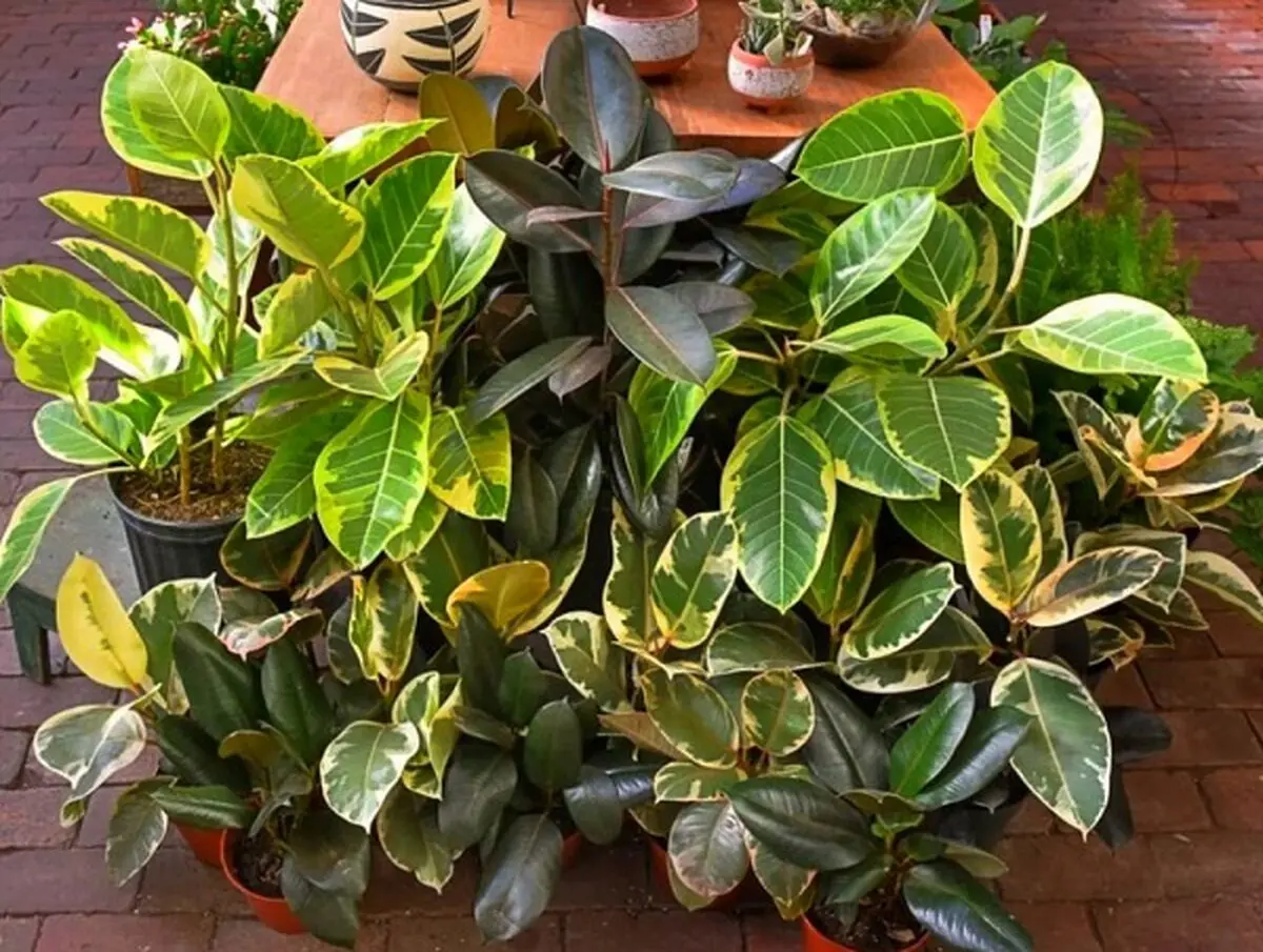 ficus_group