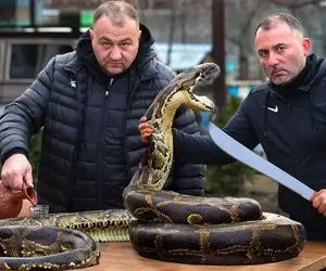 غذای چندش؛ مار بزرگ رو پوست میکنه و بعد طعم دار کردن برش میدن کباب می کنن اونم آتیشی