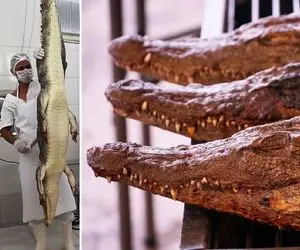 همبرگر کروکودیل ؛ فکر کن کروکودیل به اون غولی رو ناگت کرد گذاشت لای نون / اه چندش