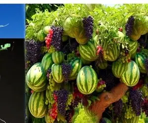 کشاورزی نوین؛ تو هندوانه انگور می کارن تا بشه درختی که ازش انگور و هندوانه آویزونه