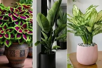 4 روش نجات گیاهان آپارتمانی خشک شده؛ دونستن دقیق مشکل و راه حل جون گرفتن دوبارش