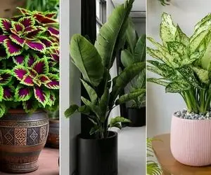 4 روش نجات گیاهان آپارتمانی خشک شده؛ دونستن دقیق مشکل و راه حل جون گرفتن دوبارش