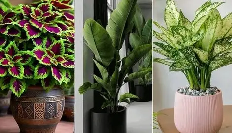 4 روش نجات گیاهان آپارتمانی خشک شده؛ دونستن دقیق مشکل و راه حل جون گرفتن دوبارش