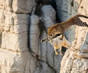 مستند حیات وحش؛ پلنگ احمق انقدر دنبال بز کوهی رفت تا جاذبه زمین گیرش کرد