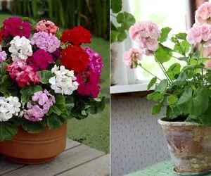 چرا شمعدانی گل نمیده؟ ترفندهای پر گل شدنِ شمعدونی