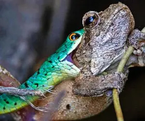 مستند حیات وحش؛ قورباغه تو هپروت بود که نیش مار تو وجودش احساس کرد