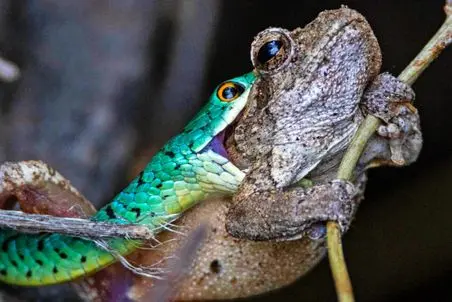 مستند حیات وحش؛ قورباغه تو هپروت بود که نیش مار تو وجودش احساس کرد