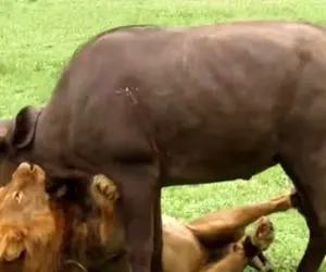 از جذابیت‌های حیات وحش؛ شیر رفته وسط گله گاومیش ها داره خرخره یکیشونو میجوعه