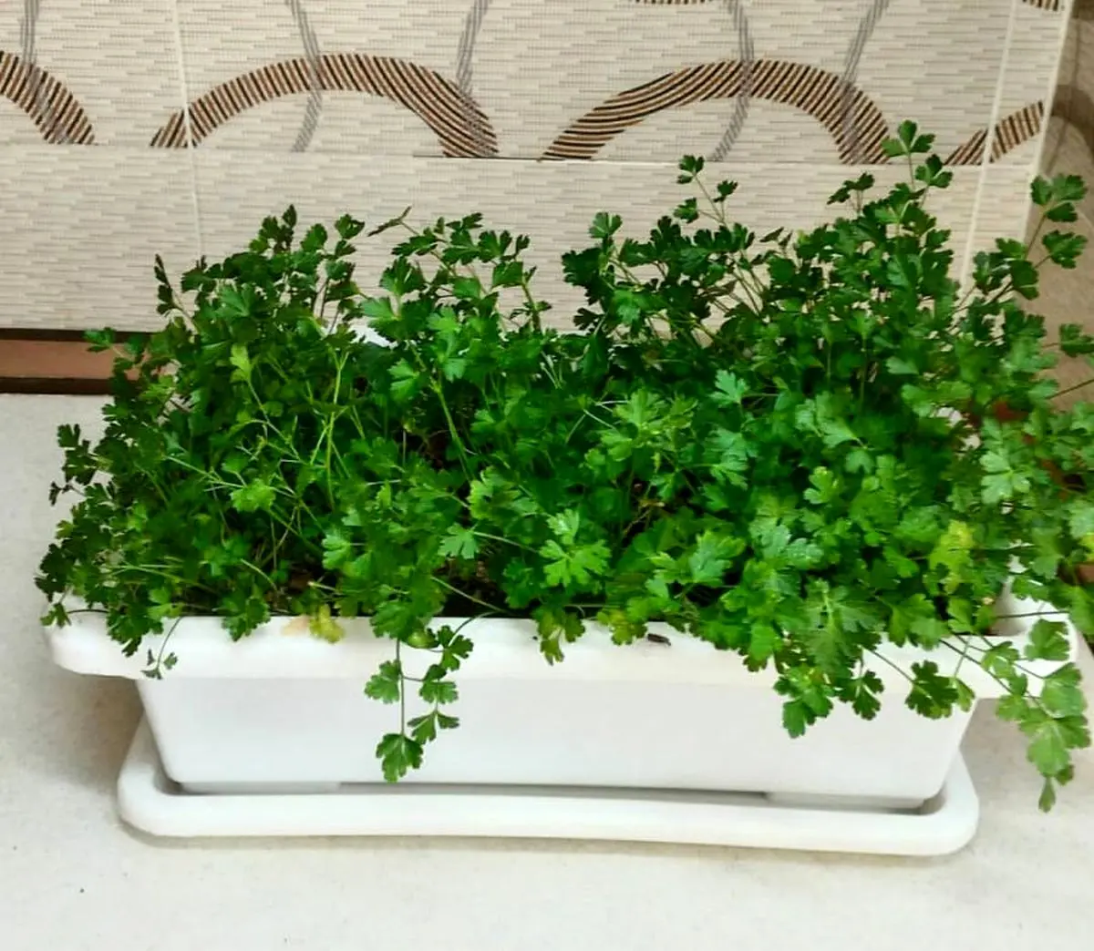 کاشت سبزی در گلدان